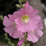 Alcea pallida