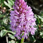 Anacamptis pyramidalis