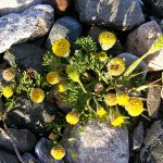 Anthemis rigida