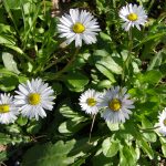 Bellis perennis