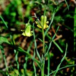 Fritillaria rhodia