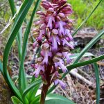 Himantoglossum robertianum