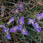 Iris unguicularis