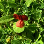 Lathyrus cicera