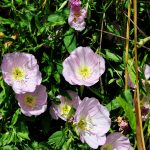 Oenothera speciosa