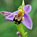 Ophrys apifera