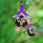 Ophrys colossaea