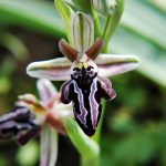 Ophrys cretica ssp beloniae