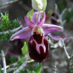 Ophrys ferrum-equinum