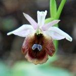 Ophrys lucis