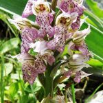 Orchis lactea