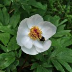 Paeonia clusii ssp rhodia