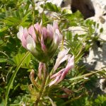 Trifolium pratense