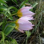 Tulipa saxatilis