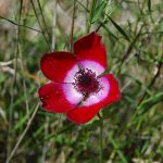 coronaria pavonina